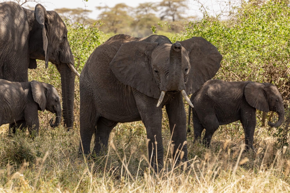 Elephant graze at Kimana Sanctuary, on the outskirts of Amboseli National Park, on August 12, 2026, following a series of elephant deaths in the area. — AFP pic 