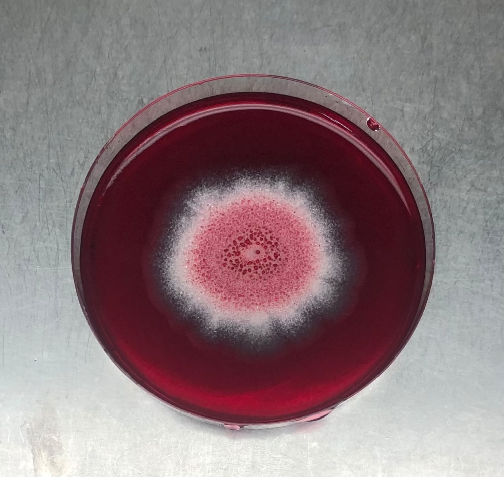 Example of a fungi isolated from Antarctic ecosystems under study.