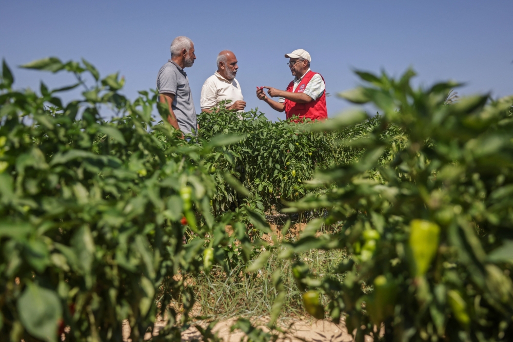 Osama Al-Mukhalalati (right) an economic security officer with the International Committee of the Red Cross (ICRC) checks red chilli along with farmers in a field near the Al Qarara Seed Bank, in Deir el-Balah, central Gaza Strip on August 11, 2026. — AFP pic 