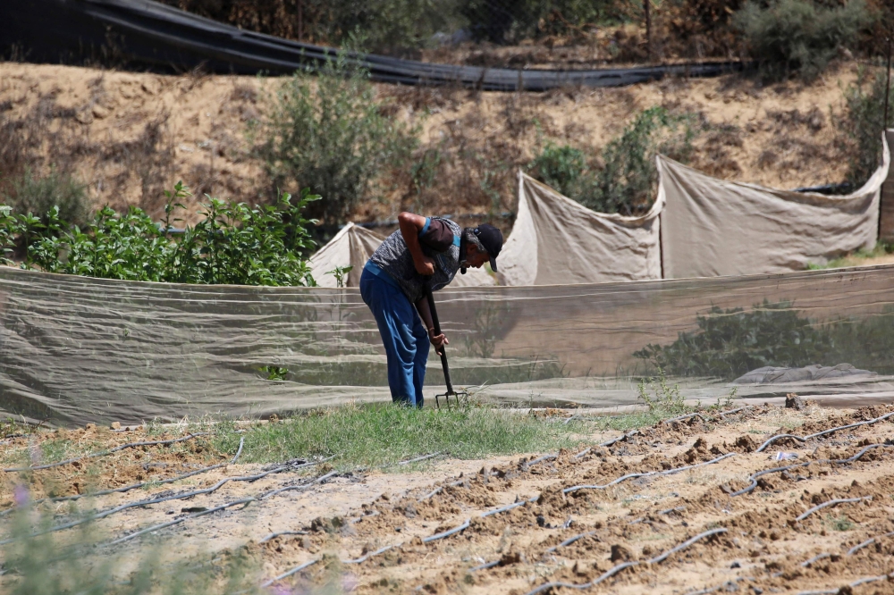 A farmer works in a field near the Al Qarara Seed Bank, in Deir el-Balah, central Gaza Strip on August 11, 2026. — AFP pic 
