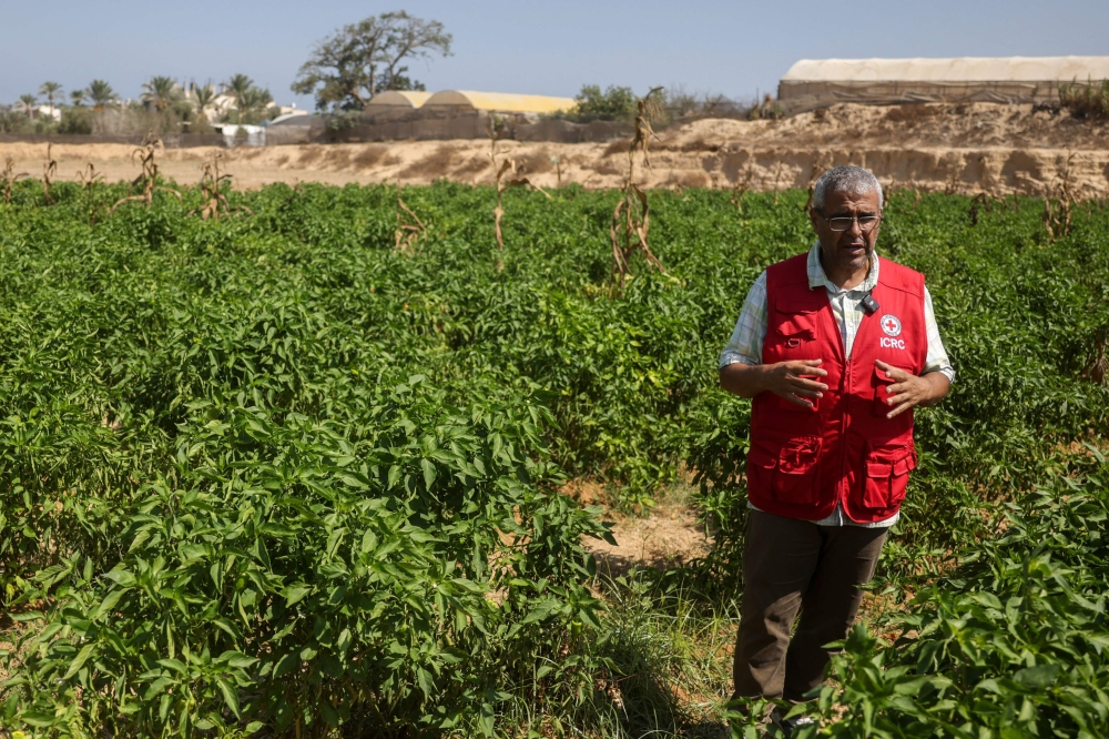 Osama Al-Mukhalalati, an economic security officer with the International Committee of the Red Cross (ICRC) speaks with AFP while standing in a field near the Al Qarara Seed Bank, in Deir el-Balah, central Gaza Strip on August 11, 2026. — AFP pic 