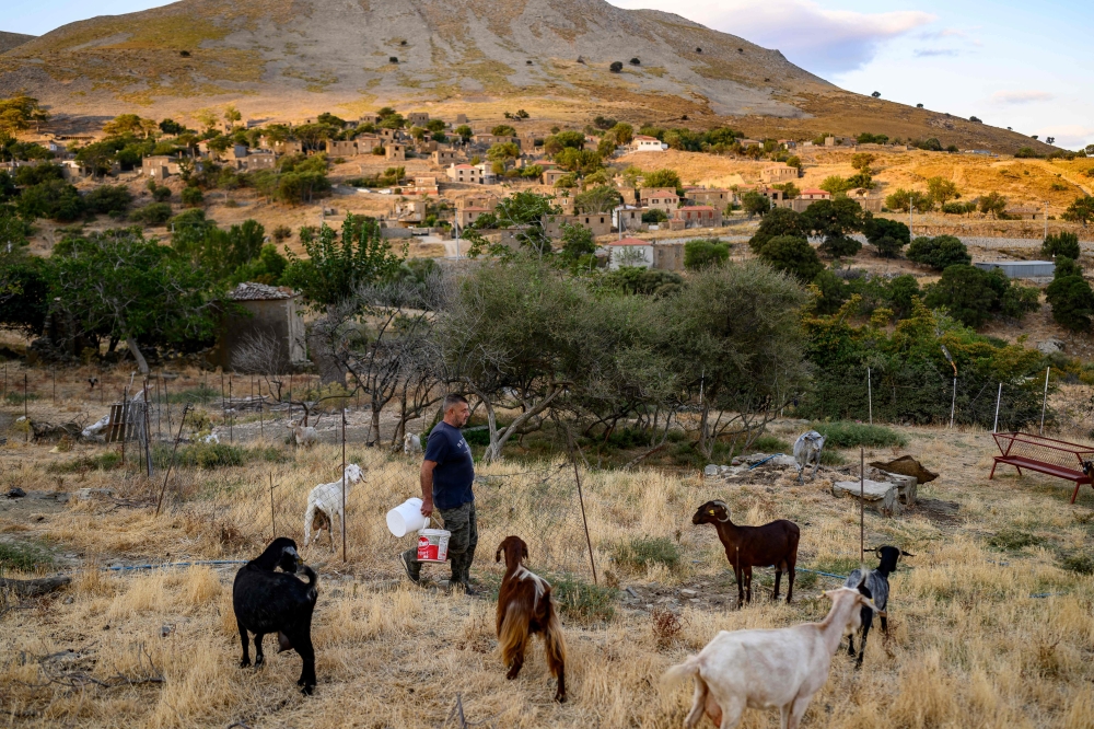Local resident Yorgi Baki feeds his animals in Derekoy, a village largely abandoned by Greeks after 1960s clashes, during the Feast of the Dormition on Gokceada Island, Turkey, August 16, 2026. — AFP pic