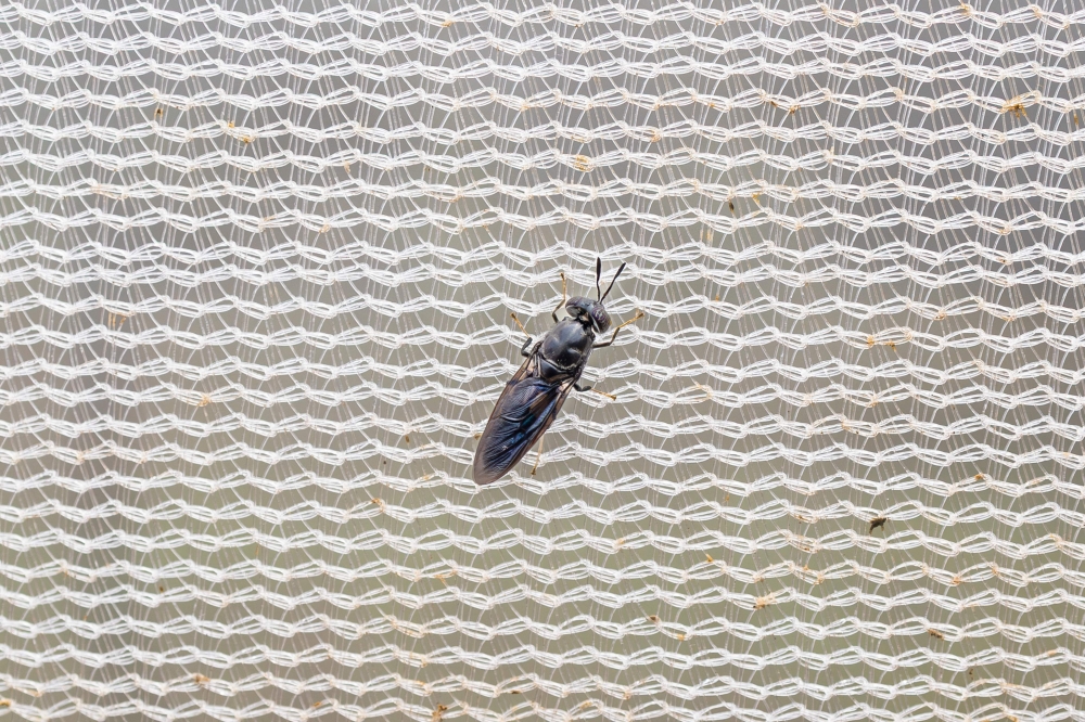 An adult Black soldier fly (BSF) is seen in an enclosure at Nawiri organics that produces and distributes organic fertiliser at their BSF farm in Njoro constituency, Nakuru county July 30, 2026. — AFP pic