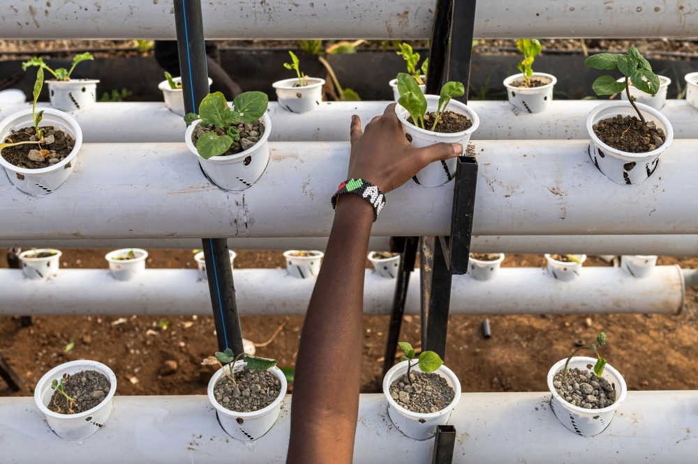 A volunteer check for adequate water supply in a hydroponic system using organic fertiliser produced by Nawiri Organics from frass, a byproduct of Black Soldier Fly (BSF) farming, in Salgaa on July 30, 2026. Agriculture is vital to East Africa’s economy, but a 2025 soil report by German NGO Heinrich Boll Foundation found that more than 40 per cent of the region’s soils were degraded — in part by overuse of chemical fertilisers — costing more than US$65 billion a year in lost productivity. — AFP pic