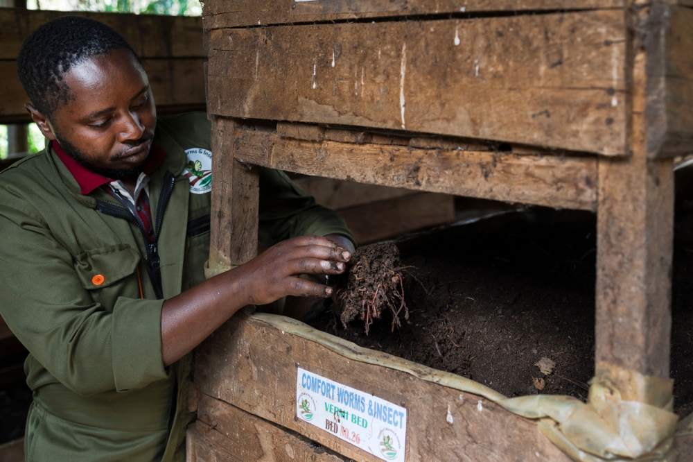 George Muturi checks the progress in one of his vermicompost beds at his farm in Lari district, Kiambu county August 12, 2026. Changing climatic conditions and overly intensive farming practices are among the causes, but Muturi says moving away from chemical fertilisers has boosted his harvests at his farm in Lari, about 50 kilometres from the capital, Nairobi. — AFP pic