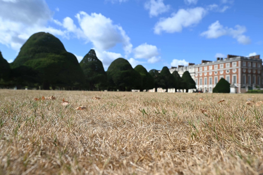 This photo taken on August 20, 2026 shows sun-scorched grass at Hampton Court in south-west London. — AFP pic