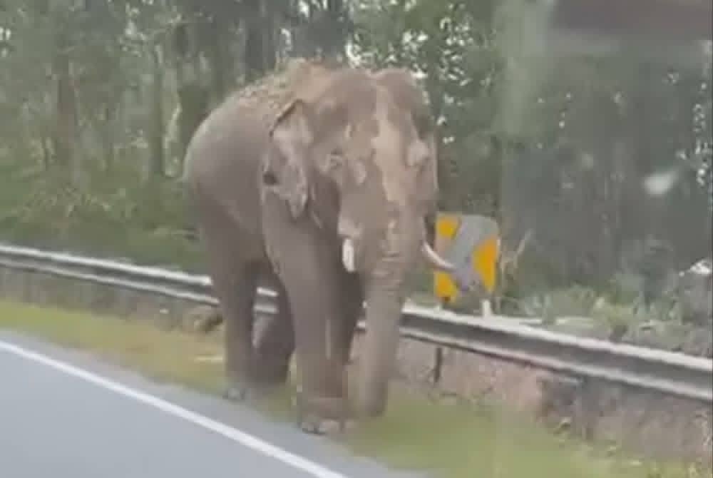 Heartbreak and hope as injured elephant ‘Sulong’ treks 100km back to Gua Musang