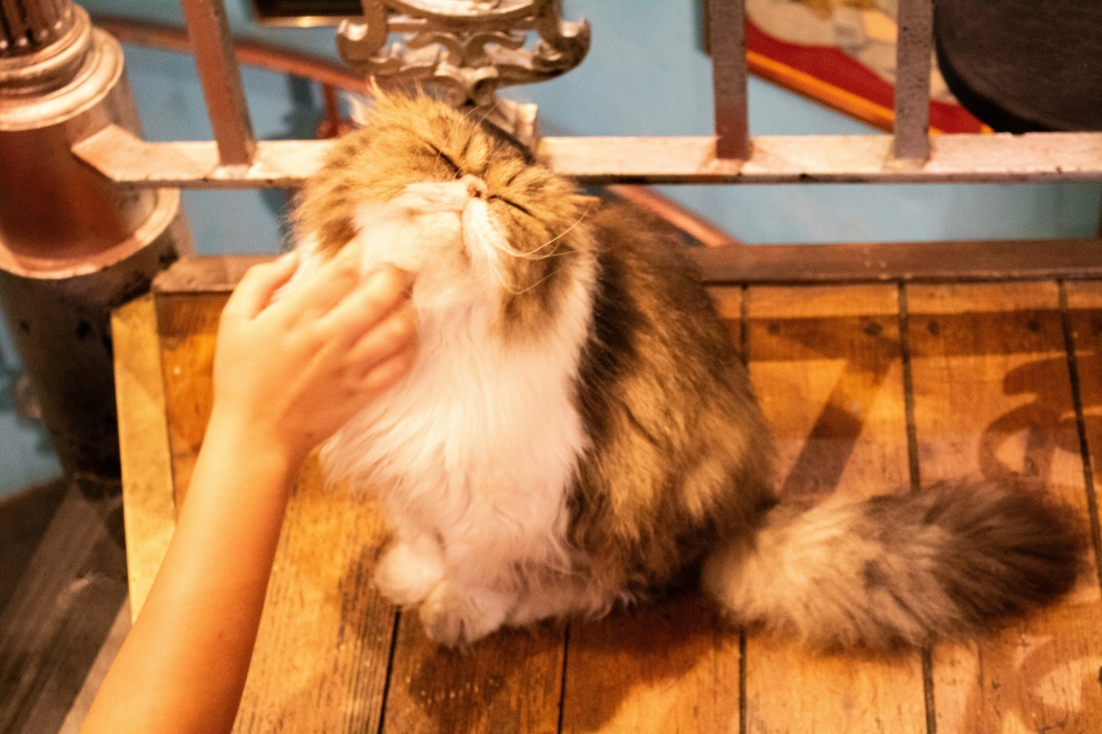 Japan’s Environment Ministry hinted at on-site inspections of pet cafes to verify if they were complying or in breach of animal welfare laws. — Unsplash pic