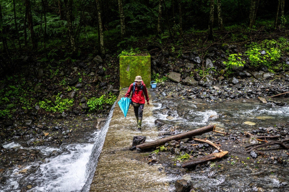 Wild bear expert Akiko Takii crosses a waterway in a forest where a bear trap has been set in Ina, Nagano Prefecture on July 6, 2026. The process of trapping, tagging and releasing the animals is part of a pioneering management plan launched in 1995, as authorities realised the bear population was shrinking in the mountainous region in the centre of Japan's Honshu island. And it is becoming part of a model of coexistence in the region that some experts believe is an alternative to the dominant practice of culling the animals in an effort to prevent attacks. — AFP pic