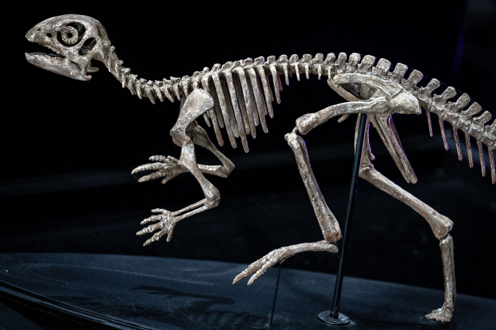 This picture shows a model skeleton of a Minimocursor phunoiensis at the Palaeontological Research and Education Centre at Mahasarakham University in Mahasarakham on August 18, 2026. — AFP pic