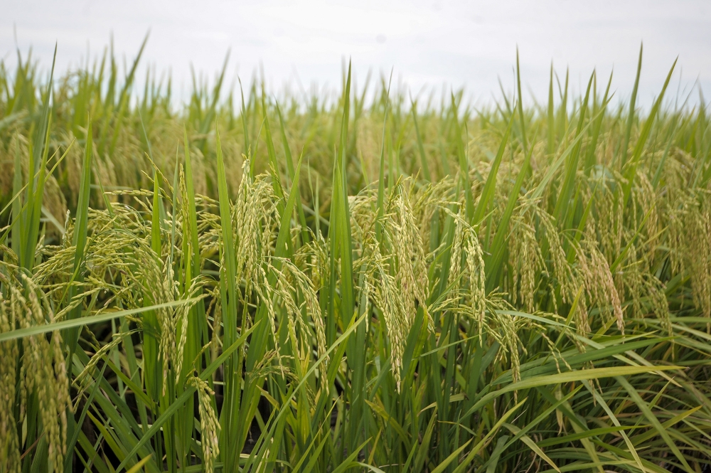 Ripe paddy crops fill a field in Sekinchan, Selangor on November 28, 2020. — Picture by Shafwan Zaidon