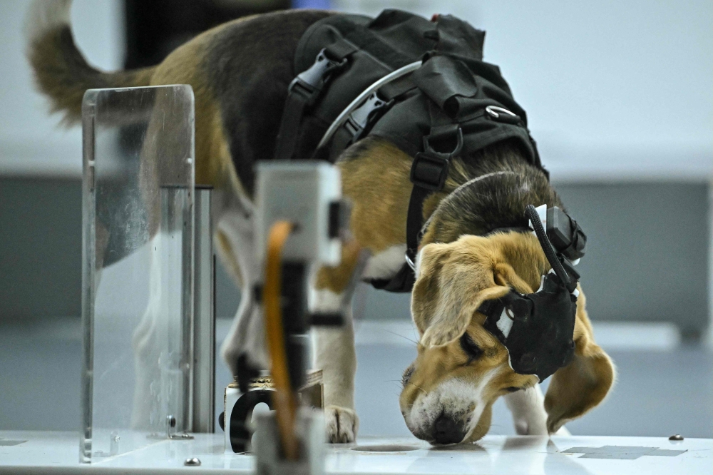 Can dogs sniff out cancer? AI is helping put their noses to the test in India