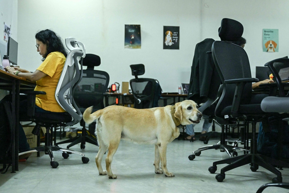 This photograph taken on August 13, 2026 shows a dog strolling around while employees working inside the Dognosis R&D facility in Bengaluru. — AFP pic 