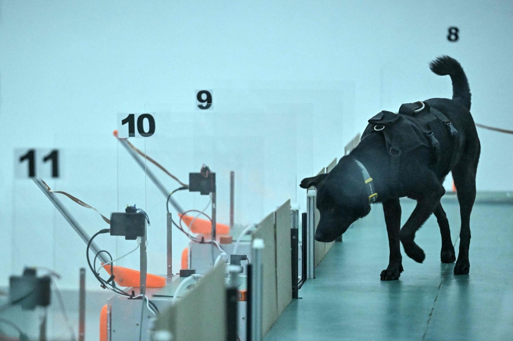 This photograph taken on July 28, 2026 shows a dog taking part in a cancer detection test inside a laboratory at the Dognosis facility in Kempohalli village on the outskirts of Bengaluru. — AFP pic 