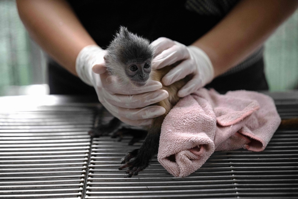 A six-month-old leaf monkey was intercepted at Suvarnabhumi Airport while being smuggled to India, in the hands of veterinarian Thanawadee Phaichana at the Department of National Parks, Wildlife and Plant Conservation headquarters in Bangkok. — AFP pic
