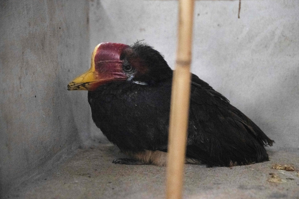 A hornbill was intercepted by the Wildlife Crime Intelligence Unit at the Department of National Parks, Wildlife and Plant Conservation in Bangkok. — AFP pic