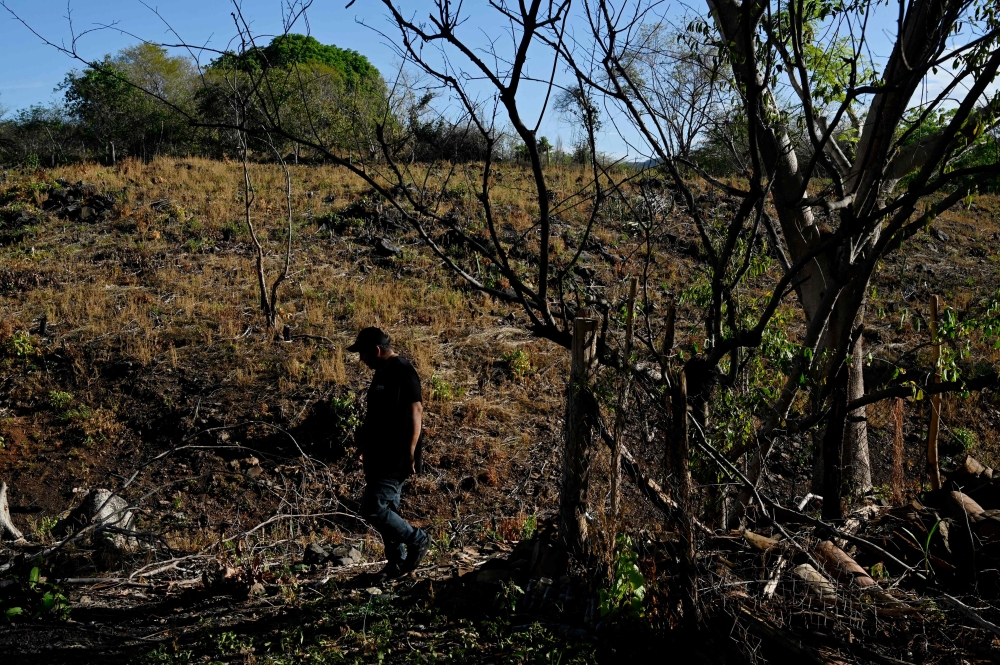 Francisco Molina walks through a corn field that failed to germinate at the village of Los Piches in San Lorenzo, Department of Valle, Honduras September 4, 2026.  — AFP pic