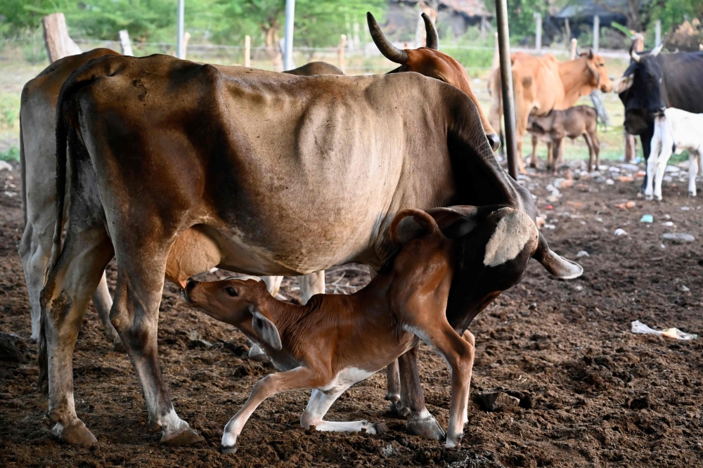 A calf suckles from a cow at the village of Los Piches in San Lorenzo, Department of Valle, Honduras September 4, 2026. — AFP pic