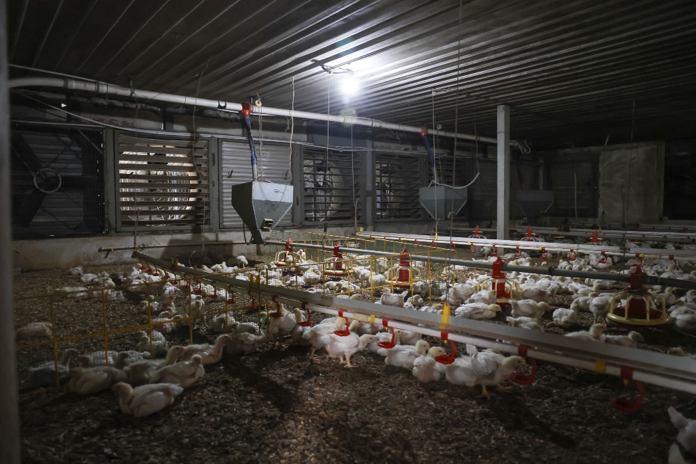 Ice, fans and cooling pads: How Malaysia’s chicken farmers are beating El Niño heat