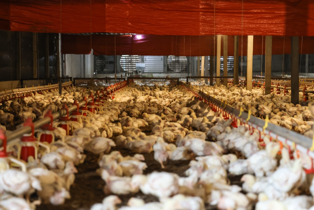 Professor Datuk Zulkifli Idrus, director of the Institute of Tropical Agriculture and Food Security at Universiti Putra Malaysia, said chickens were particularly vulnerable to prolonged heat because they could not sweat like humans. — Picture by Yusof Isa