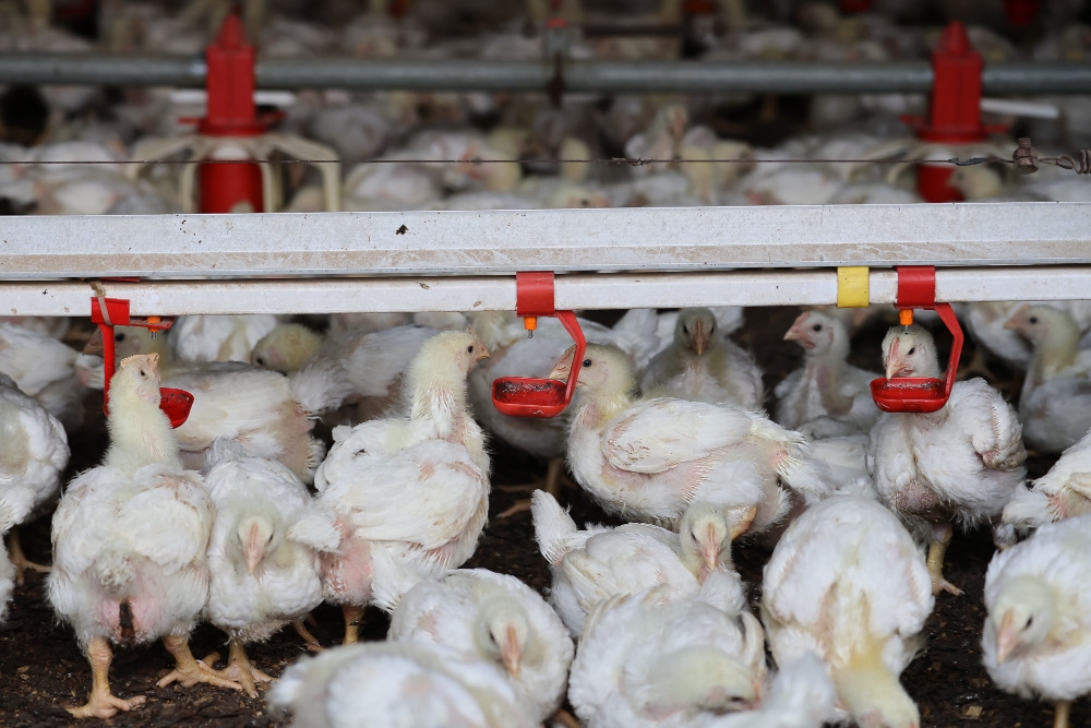 Broiler chickens at Muzamri’s closed-house chicken farm. — Picture by Yusof Isa
