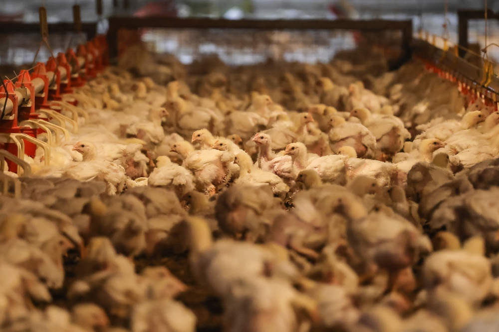 Modern broilers become heavy quickly and generate considerable body heat, making birds approaching market weight particularly vulnerable when temperatures rise. — Picture by Yusof Isa
