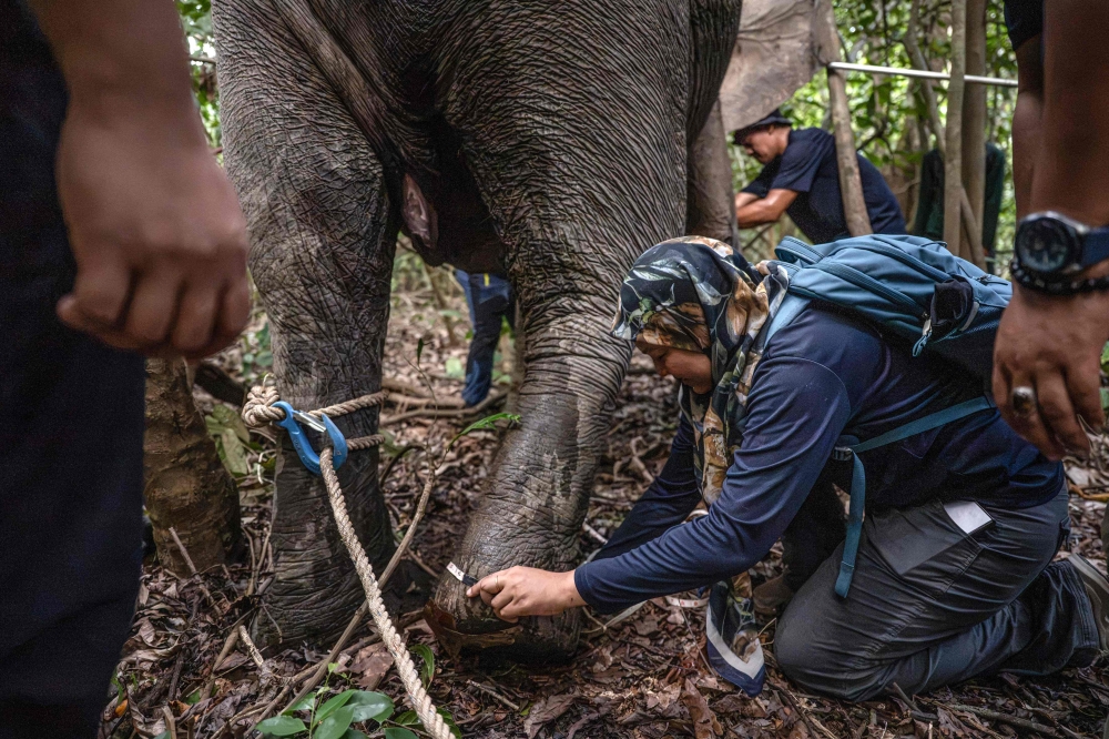 This photo taken on August 24, 2026, shows Farina measuring the length of a female Bornean elephant’s leg during a GPS collaring operation as part of a collaboration involving several agencies near the Kinabatangan River in Sukau. — AFP pic