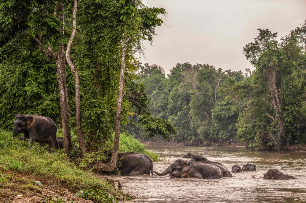 This photo taken on August 25, 2026, shows a herd of wild Bornean elephants crossing the Kinabatangan River in Sukau. — AFP pic 