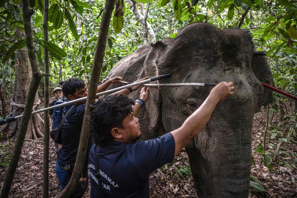 Members of the team led by Farina measuring the length of a female Bornean elephant during a GPS collaring operation as part of a collaboration involving several agencies near the Kinabatangan River in Sukau. — AFP pic