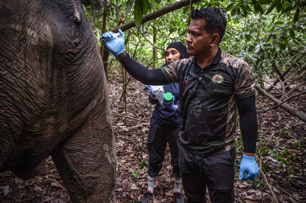 This photo taken on August 24, 2026, shows Nabila Sarkawi, a veterinary officer with the Sabah Wildlife Department at Sepilok (back), watching Khairun Amlan (right) administering a multivitamin injection during a GPS collaring operation led by Farina (unseen) as part of a collaboration involving several agencies near the Kinabatangan River in Sukau. — AFP pic