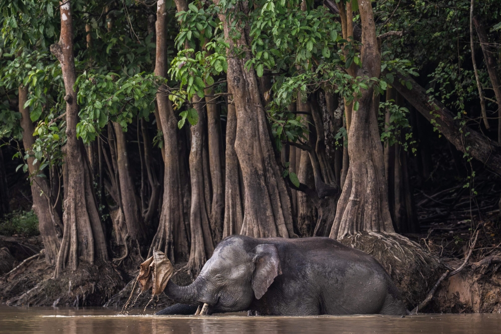 A wild male Bornean elephant crossing the Kinabatangan River with a plastic bag wrapped around its trunk in Sukau. — AFP pic