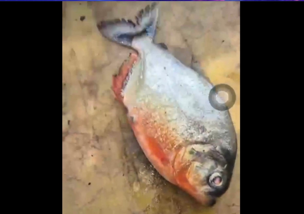 Piranha in Pahang? Fisheries Department calls in Aquaria KLCC for DNA backup