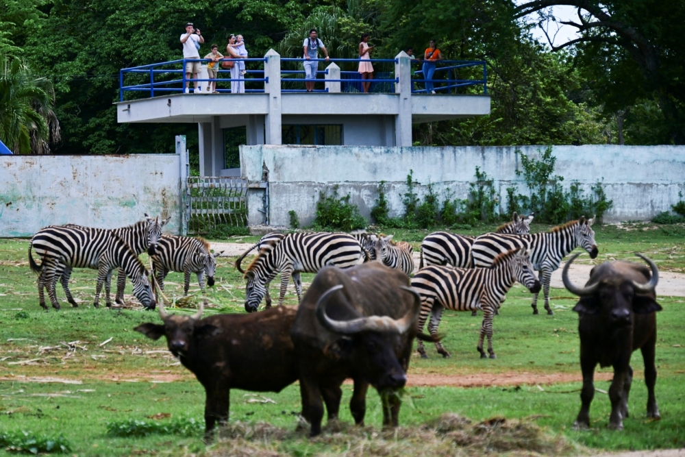 People observe zebras (Equus quagga) and water buffaloes (Bubalus bubalis) at the National Zoo of Havana September 16, 2026. — AFP pic