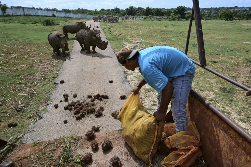 A worker feeds white rhinoceroses (Ceratotherium simum) at the National Zoo of Havana September 15, 2026. — AFP pic