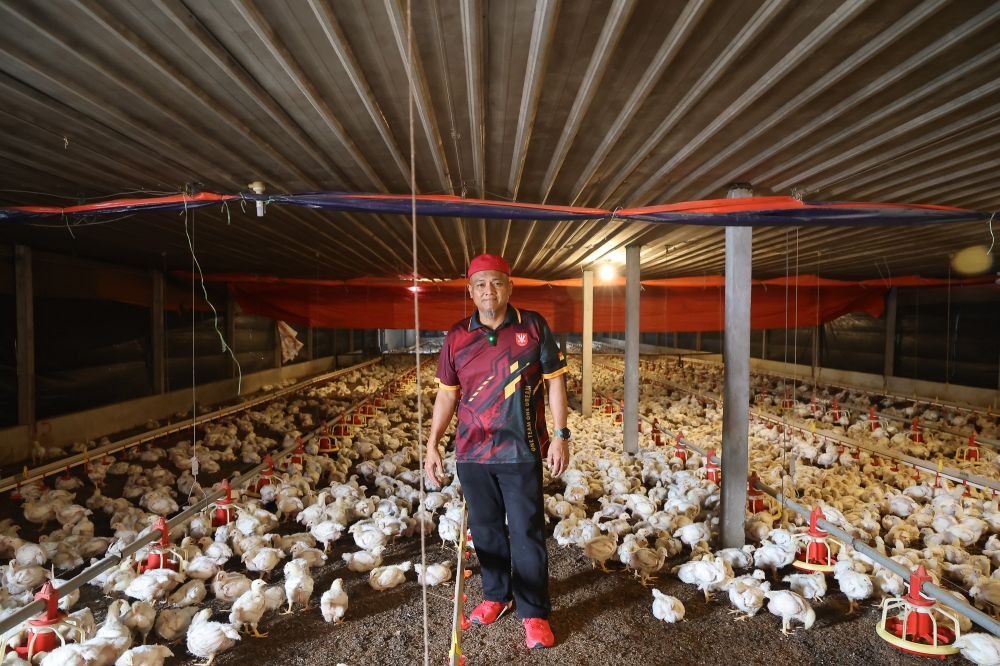Muzamri inside his closed-house chicken farm in Jalan Kebun, Shah Alam. — Picture by Yusof Isa
