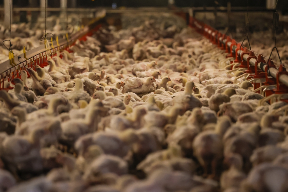 What prolonged extreme heat means for Malaysia’s poultry: Growth slows, eggs dip, but no automatic shortage