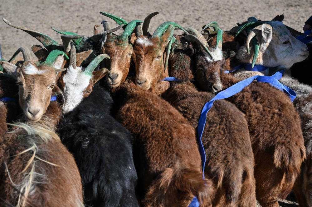 This photo taken on August 25, 2026 shows goats belonging to sheep herder Ganchimeg with painted horns in Bayantal, Mongolia's Govisumber province. Mongolia is disproportionately affected by human-driven climate change, which scientists say is intensifying globally, threatening the country's nomadic population and their livestock. — AFP pic
