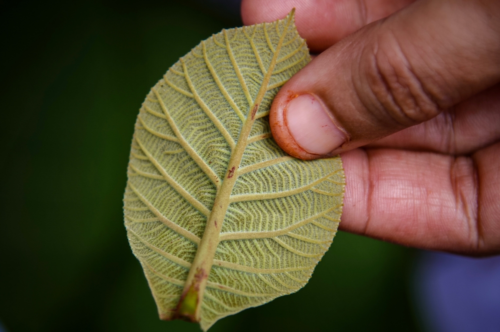 Among the leaves and flowers she uses for her eco-prints are ‘daun jati’, ‘daun’ lemuni, lemuni flowers, ‘daun ulam raja’ and ‘daun beko’/’lanang’. — Bernama pic 