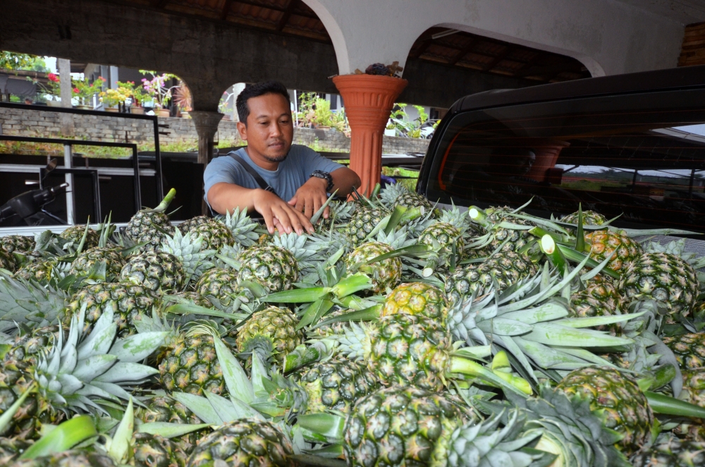 Mohd Khairi A Rahaman is one of the pioneer growers of SG1 in Terengganu. — Bernama pic