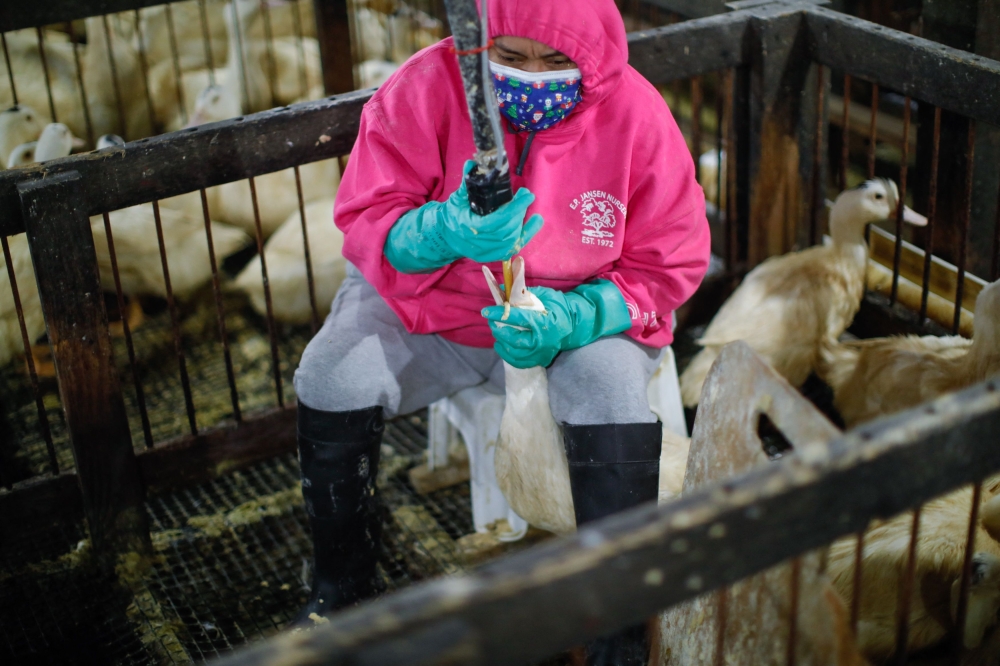 An employee feeds a duck at Hudson Valley Foie Gras in Ferndale, New York March 3, 2023. — AFP pic