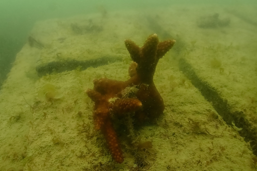 This photograph taken on September 9, 2026 shows an underwater view of a coral restoration site near Kariyachalli Island, off the coast of Thoothukudi in India’s Tamil Nadu state. — AFP pic