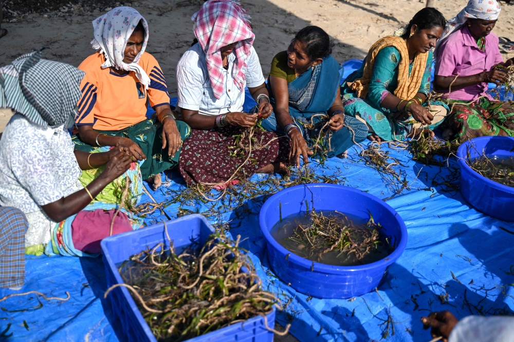 This photograph taken on September 9, 2026 shows members of the fishing community tying seagrass shoots onto jute twines for restoration work to protect Kariyachalli Island, off the coast of Thoothukudi in India's Tamil Nadu state. — AFP pic