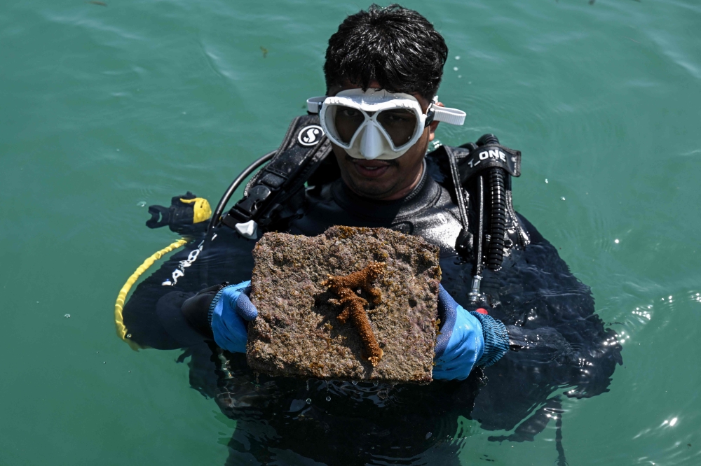 This photograph taken on September 9, 2026 shows a scientific diver holding a transplanted coral from the restoration site underwater near Kariyachalli Island, off the coast of Thoothukudi in India’s Tamil Nadu state. — AFP pic