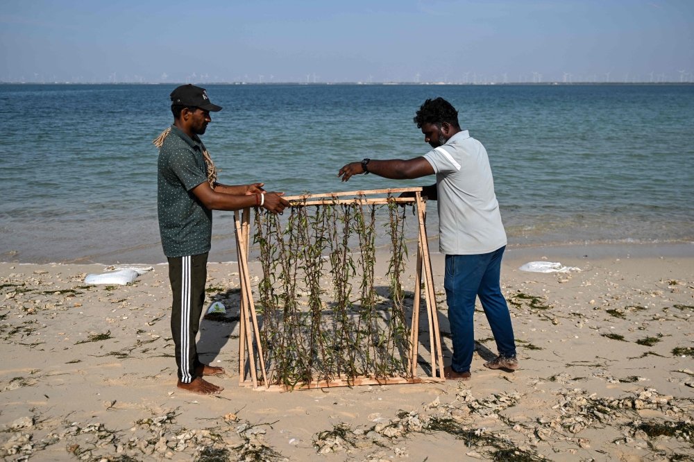 This photograph taken on September 9, 2026 shows fishing community members tying seagrass shoots onto a casuarina frame for restoration work protecting Kariyachalli Island, off the coast of Thoothukudi in India's Tamil Nadu state. — AFP pic