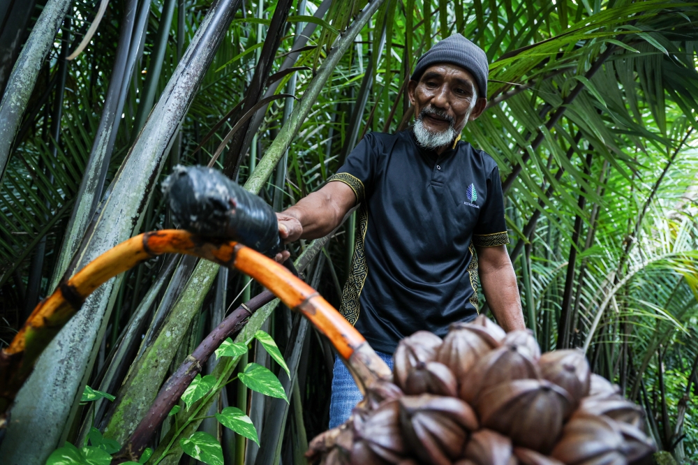 Nipah Klasik worker Ramli Bakar, 62, taps a nipah palm flower cluster to stimulate sap production during Tourism Malaysia’s Cuti-Cuti Malaysia Surreal Experiences Perlis media visit in Kangar, Perlis, September 29, 2026. — Bernama pic