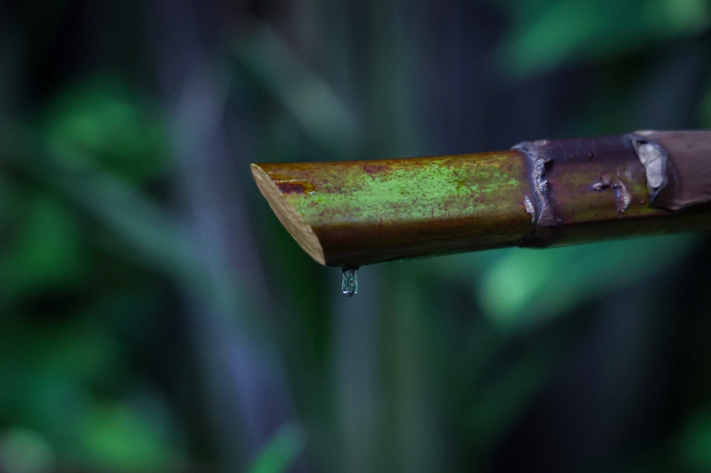 Nipah palm sap collected at the Nipah Klasik plantation during Tourism Malaysia’s Cuti-Cuti Malaysia Surreal Experiences Perlis media visit in Kangar, Perlis, September 29, 2026.