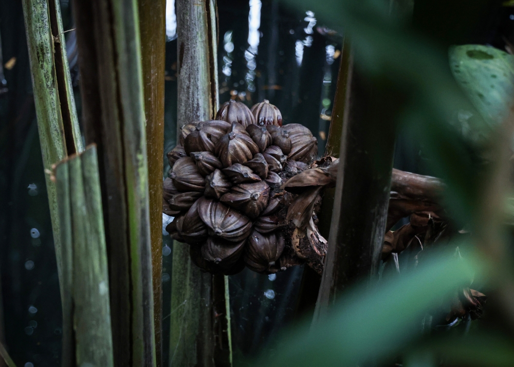 Nipah palm fruit at the Nipah Klasik plantation during Tourism Malaysia’s Cuti-Cuti Malaysia Surreal Experiences Perlis media visit in Kangar, Perlis, September 29, 2026.