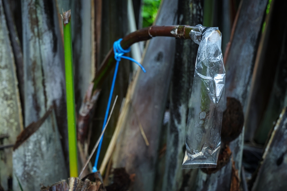 Sap collected in a plastic bag from a nipah palm flower cluster at the Nipah Klasik plantation during Tourism Malaysia’s Cuti-Cuti Malaysia Surreal Experiences Perlis media visit in Kangar, Perlis, September 29, 2026.
