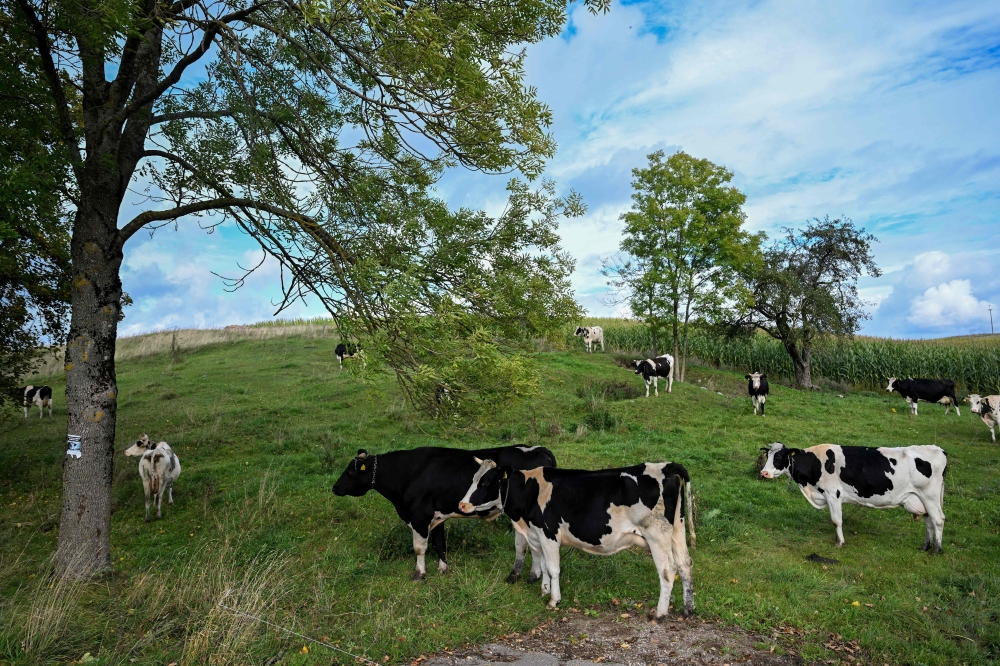 Cows graze in a field near Rogozajny Wielkie, Poland on September 26, 2026. — AFP pic
