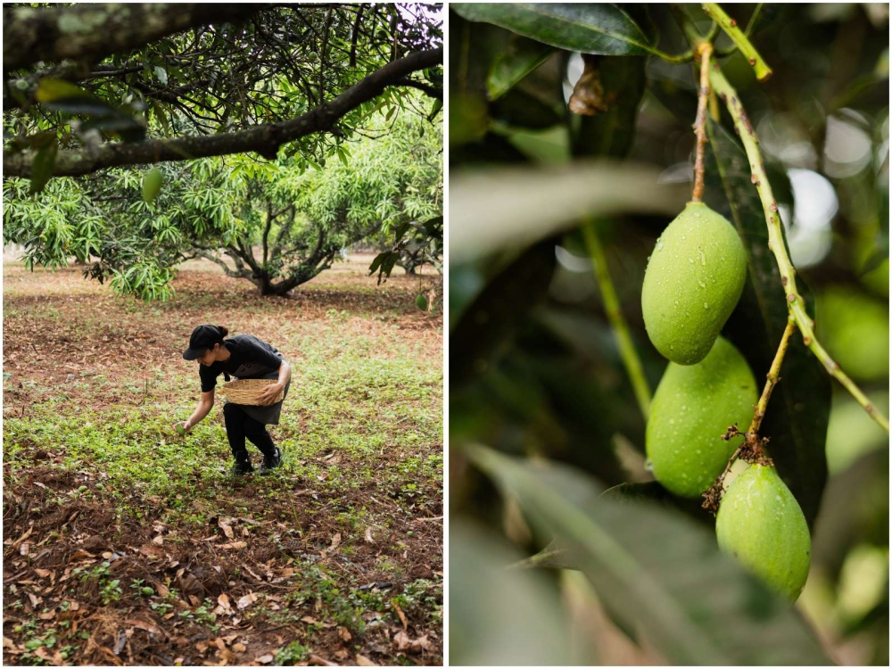 The farm began as a mango orchard, with over five varieties of mango grown on the property. — Photo courtesy of Farmlore.